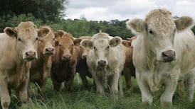 Cutting the entire cattle herd to reduce emissions makes no economic sense