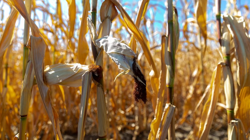 World faces ‘devastating consequences’ after missing 1.5 degrees climate target, says UN head